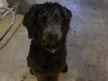 Mixed Breed – Aussie Poo (standard) pups – Springfield