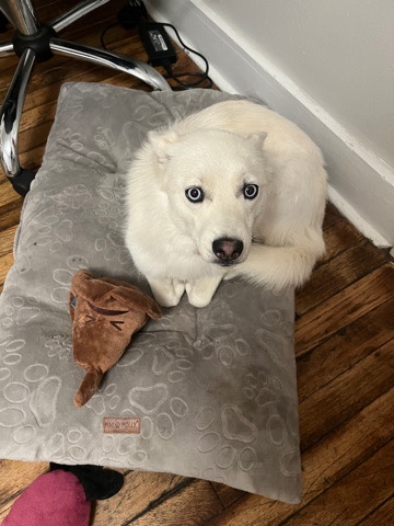 female pomsky