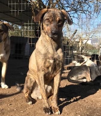 Luka looking for home