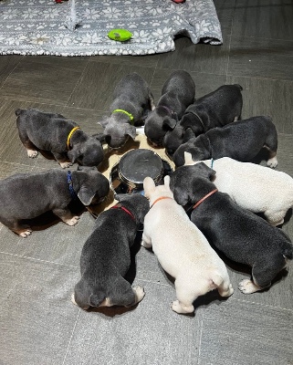 French Bulldog – Healthy French Bulldog Puppies Looking for Their Forever Homes – Trenton