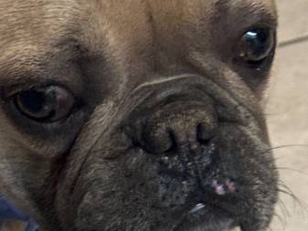 Bulldog – Make French Bulldog