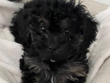 Poodle – Maltipoo