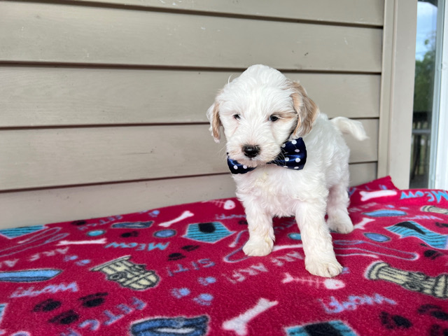 Lance (mini goldendoodle)