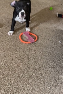 American Bulldog – bullypitt pup negotiable price