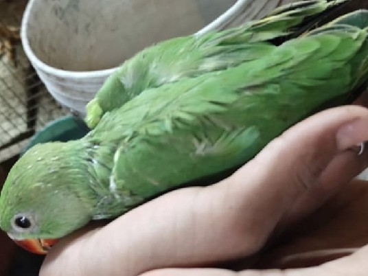 parrot chicks available in Bangalore 