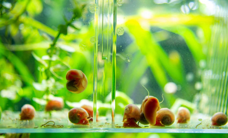 Aquarium Snails