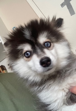 baby Pomsky