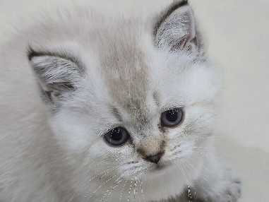 Ragdoll - Ragdoll | Scottish fold available for adoption in Ajman