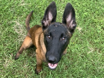 Belgian Shepherd Dog (Malinois) – Mocha – Philadelphia