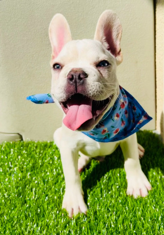 French Bulldog – Angelino Frenchie Puppy fluffy carrier
