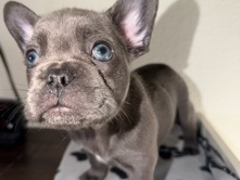 French Bulldog – Rexx The French Bulldog – Riverside