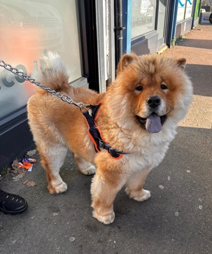 Chow Chow – Gucci, A Male Chow Chow