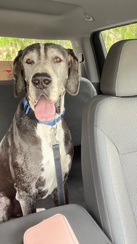 Great Dane – Bruno Great Dane