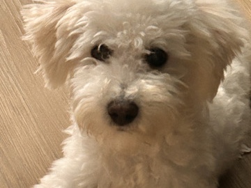 Maltipoo – Maltipoo puppy – Fort Worth