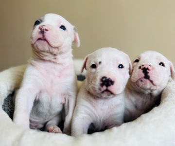 American Pit Bull Terrier – 12 American Bully puppies almost ready for adoptio
