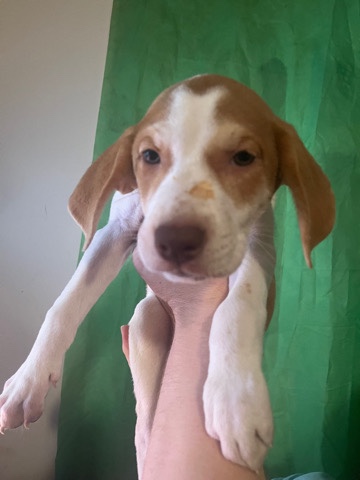 walker hound / pit mix