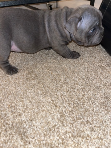 American Bulldog – micro bully 2xSire