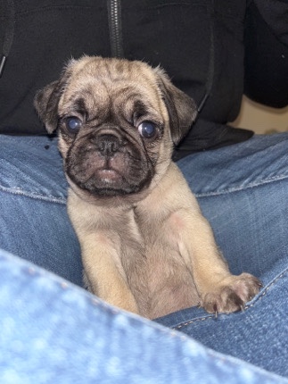 Pug – 6 week Pug