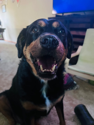 Friendly Rottweiler Mix