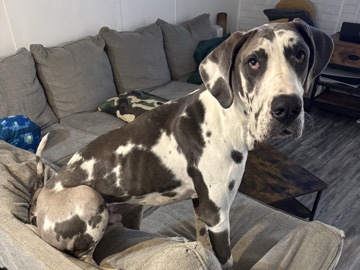 Great Dane 