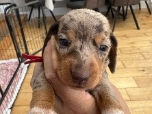 dachshund puppies 