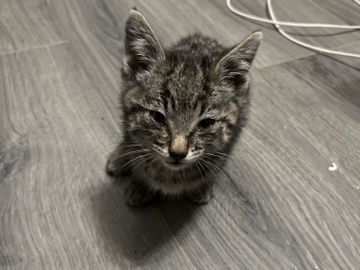 cute kitten needs a home – Palmdale