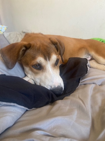 American Foxhound – Jumba