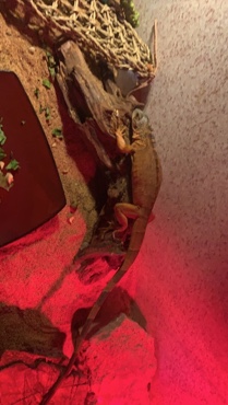 red iguana