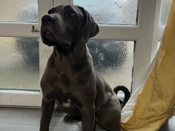 Cane Corso – cane corso – Halifax