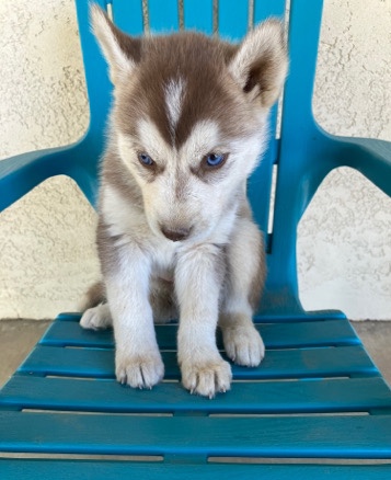 Siberian Husky – husky puppy