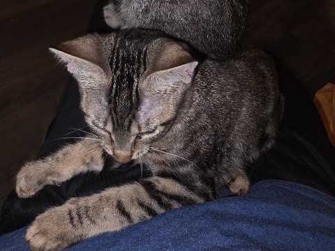 American Shorthair – Disabled kitten – Houston