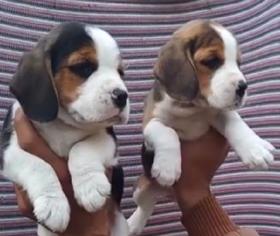 Beagle – Beagle Male and female available ***