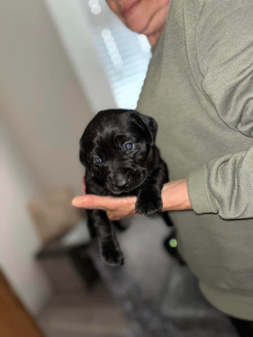 Dachshund – Dachsador puppy - Chocolate lab/ sausage dog