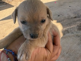 puppies for sale – Perris