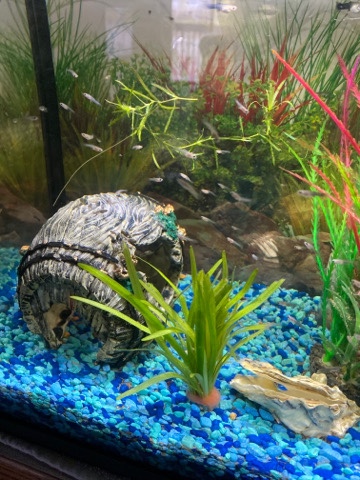 Guppies – baby guppies