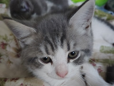 British Shorthair – British shorthair kittens – Durham