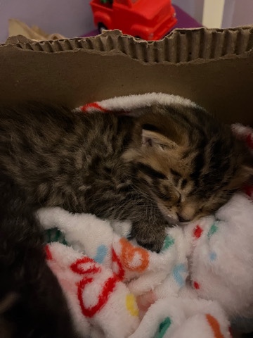 Asian Semi-longhair – 3 weeks old kittens make and female