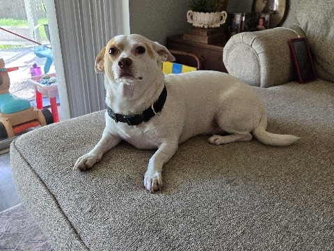 Mixed Breed – Rehome- Buddy (Free) – Riverview