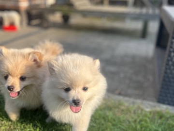 Pomeranian - Pomeriaan puppy’s available for adoption in Erpe-Mere