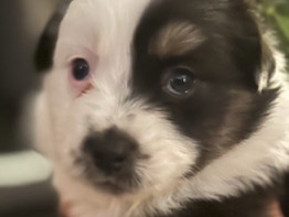 Australian Shepherd – Australian Shepard Puppies – Morganton