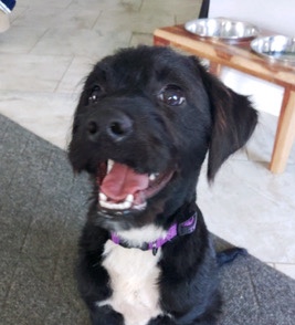 Labrador Retriever – Mini Labradoodle needs a loving home