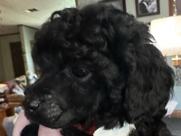 Poodle – toy poodle puppy – Chatsworth
