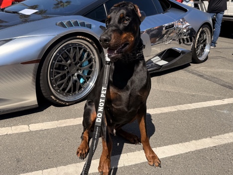 Euro Doberman-neutered male
