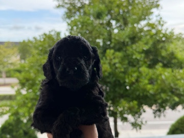 Goldendoodle – golden doodle – Miami