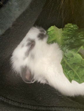 Lionhead – LionHead Bunny