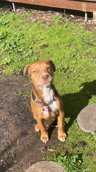 American Staffordshire Terrier – American Staffy X Mastiff