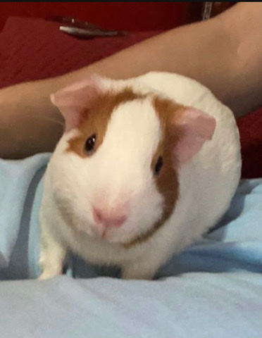 guinea pig