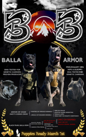 Cane Corso – Cane Corso, Go Home March ***