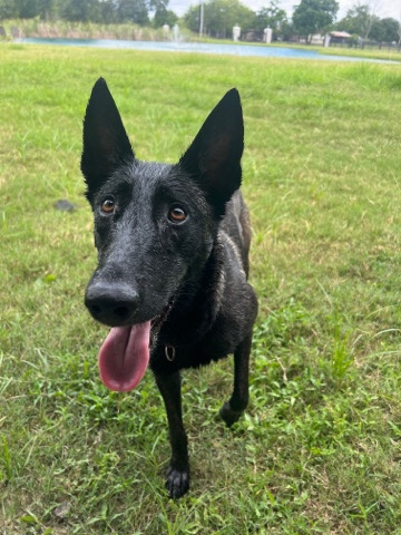 Belgian Shepherd Dog (Malinois) – Belgian Malinois