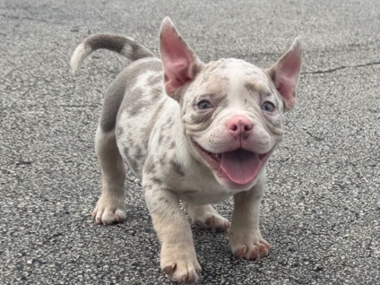 Exotic Pocket Bullies — Compact, Confident, & Colorful! – Miami